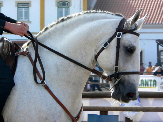 Lusitano White Horse Glossy Poster Picture Photo Print Banner  Booma Prints