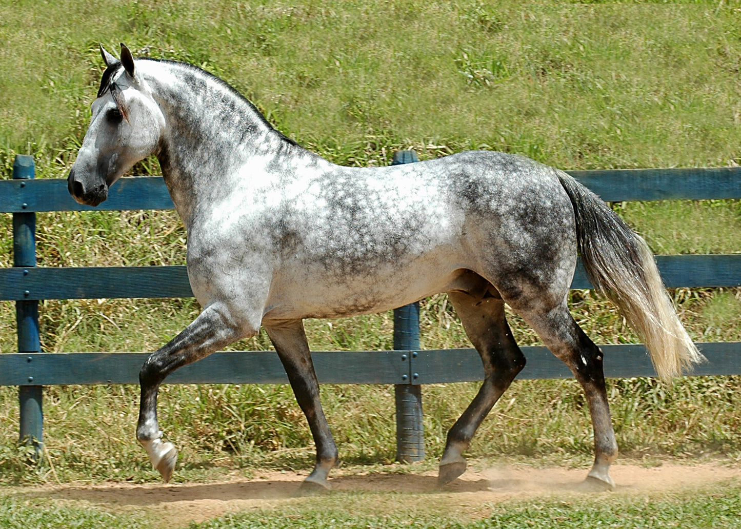 Mangalarga Marchador Horse Glossy Poster Picture Photo Print Banner  Booma Prints