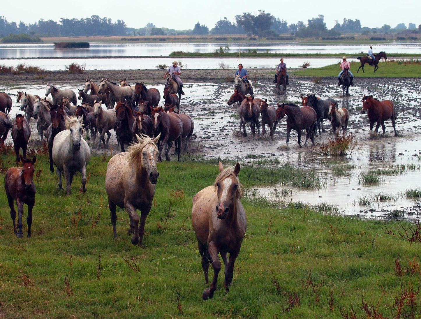 Marismeno Horses Glossy Poster Picture Photo Print Banner  Booma Prints