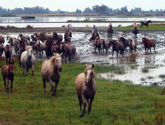 Marismeno Horses Glossy Poster Picture Photo Print Banner  Booma Prints