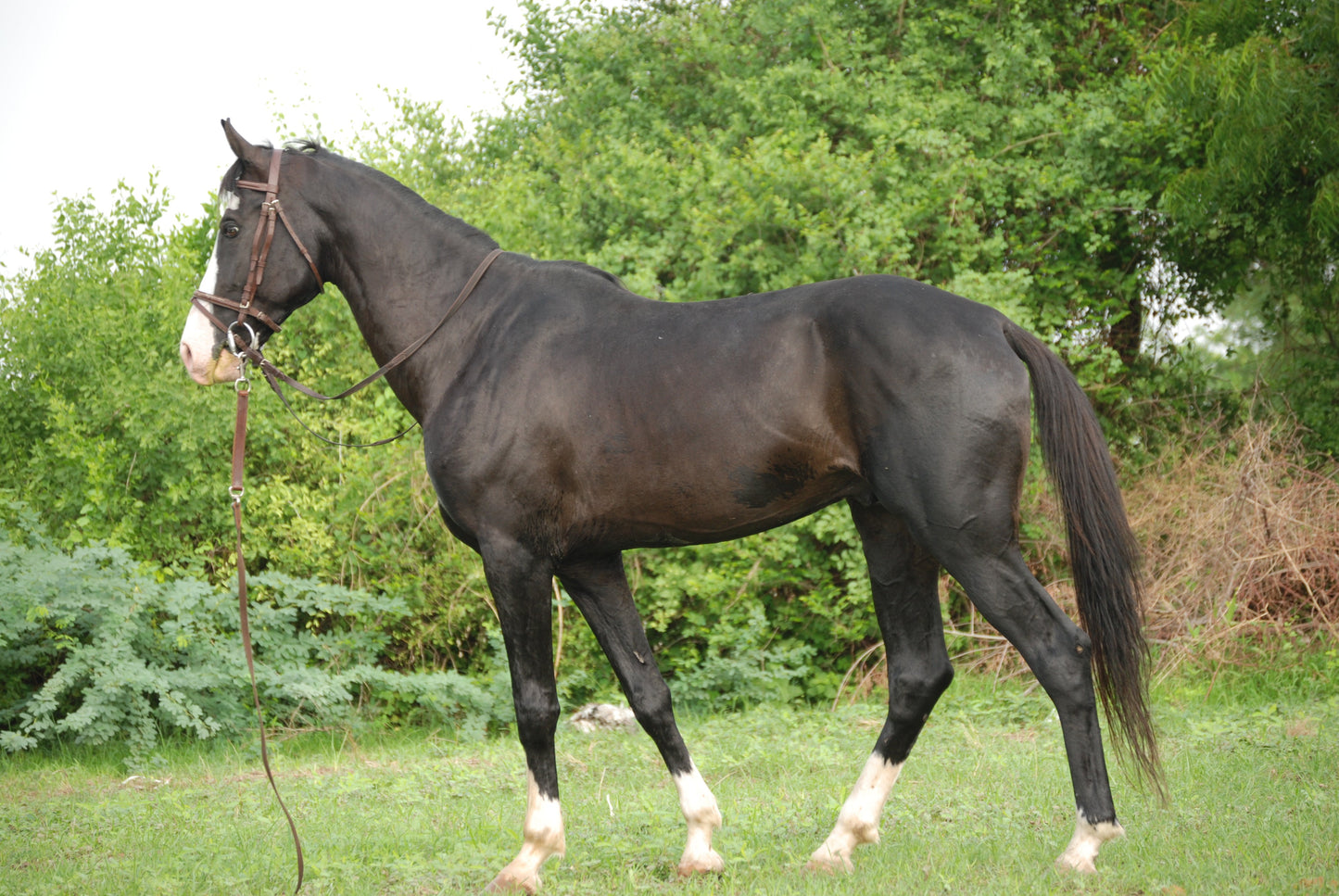 Marwari Horse Breed Glossy Poster Picture Photo Print Banner  Booma Prints