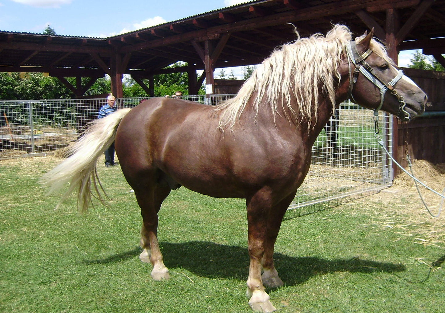 Medimurje Horse Breed Glossy Poster Picture Photo Print Banner  Booma Prints