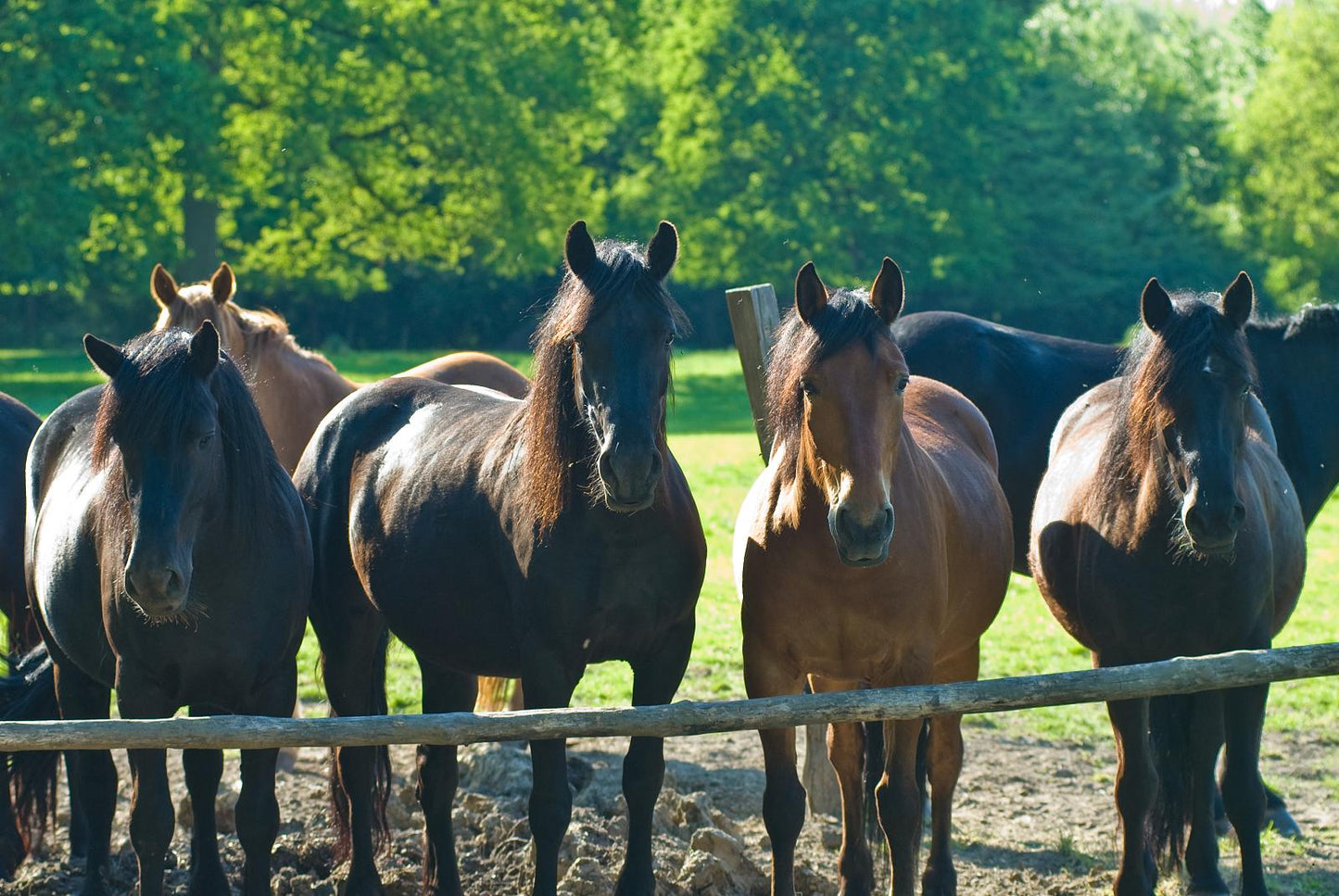 Merens Horse Breed Glossy Poster Picture Photo Print Banner  Booma Prints