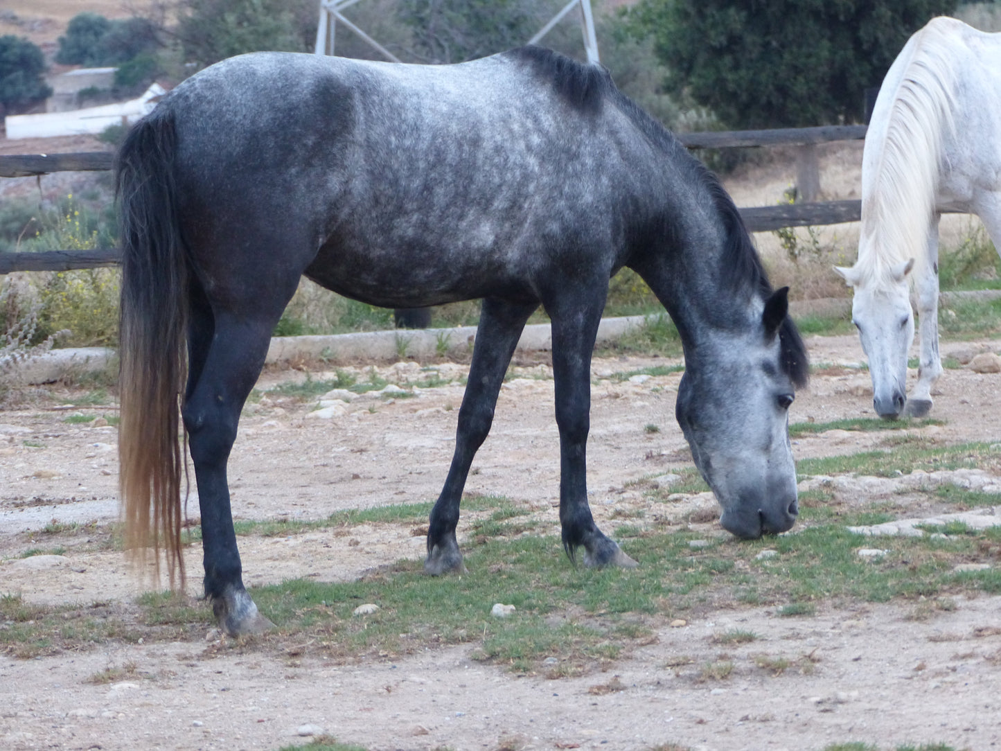 Messara Horse Breed Glossy Poster Picture Photo Print Banner  Booma Prints