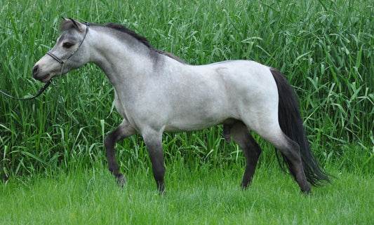 Gray Miniature Horse Glossy Poster Picture Photo Print Banner  Booma Prints