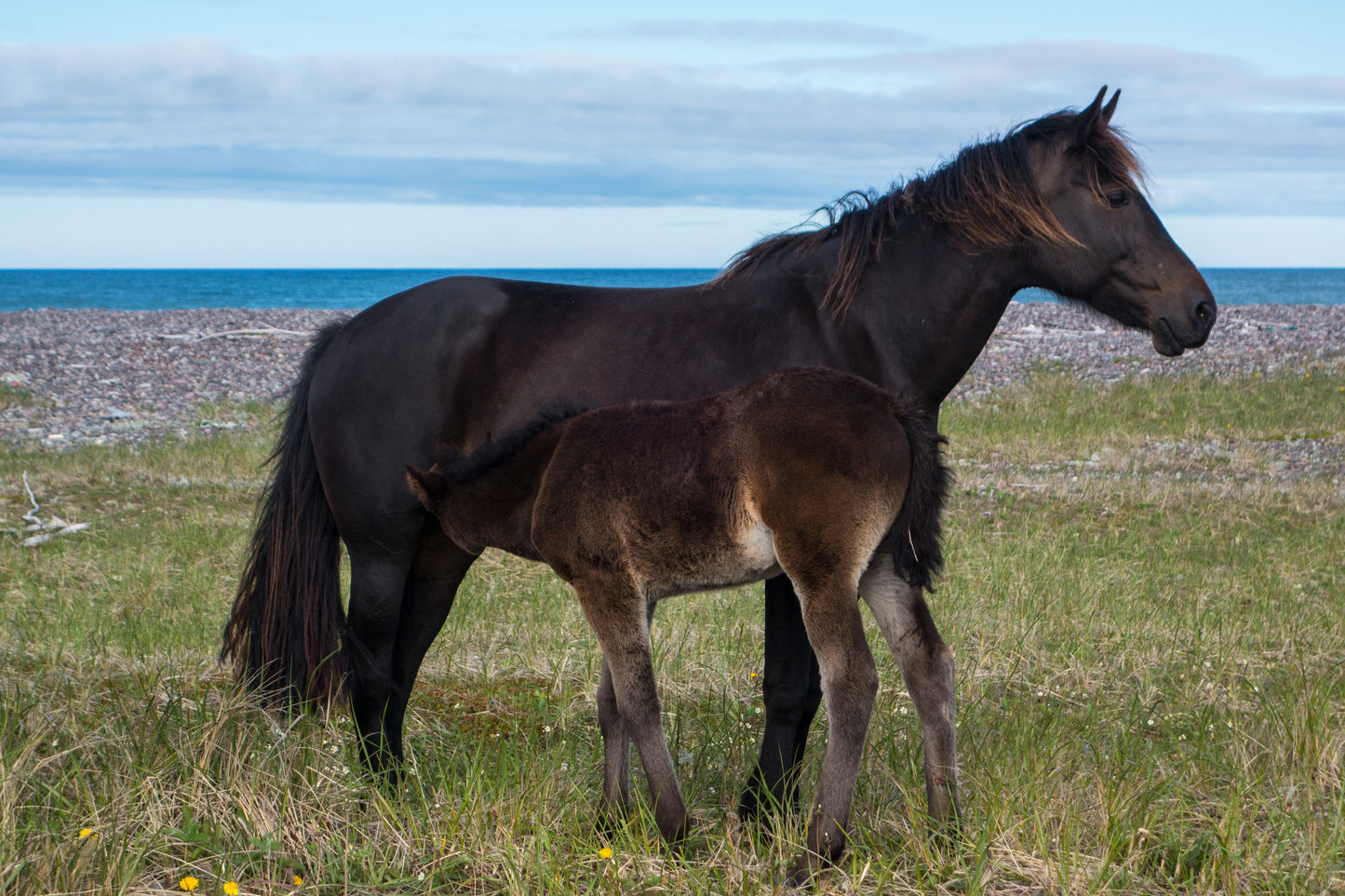 Miquelon Horse Breed Glossy Poster Picture Photo Print Banner  Booma Prints