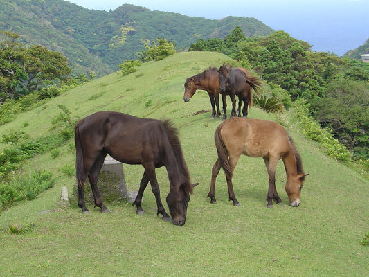 Misaki Horse Breed Glossy Poster Picture Photo Print Banner  Booma Prints
