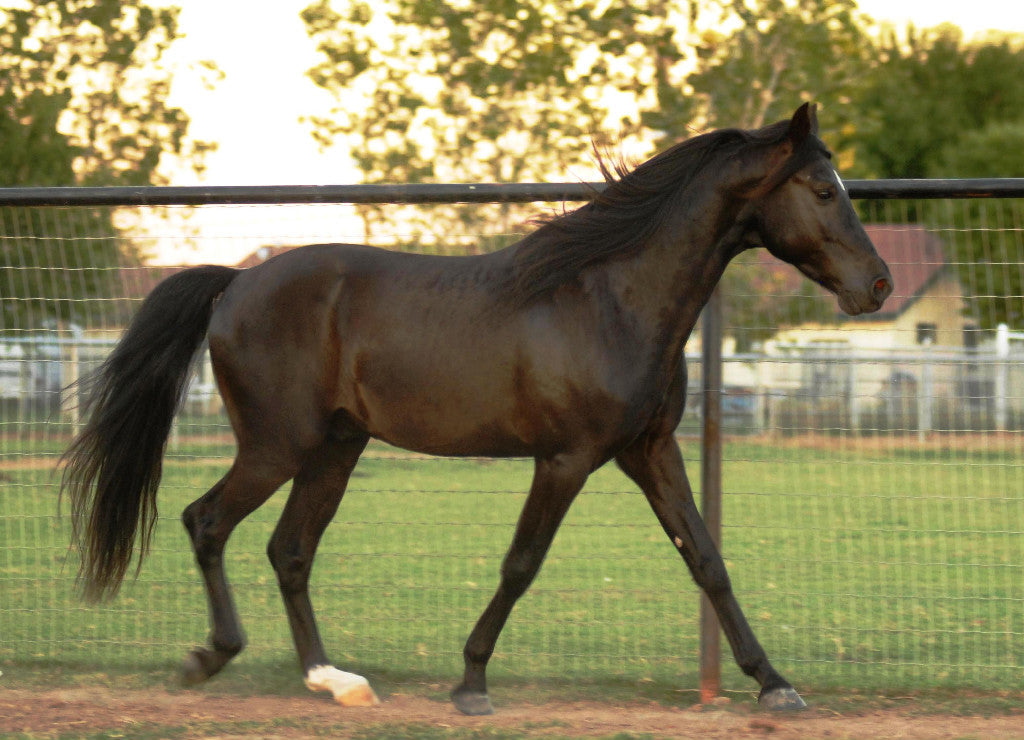 Missouri Fox Trotter Horse Breed Glossy Poster Picture Photo Print Banner  Booma Prints