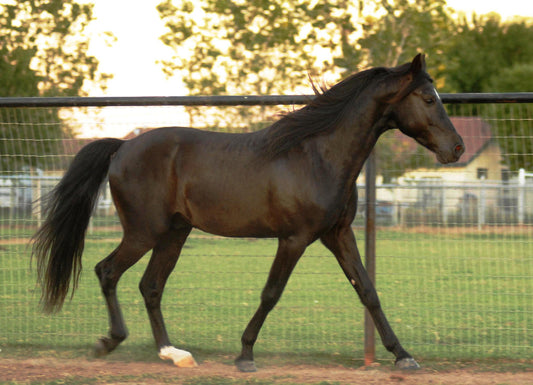 Missouri Fox Trotter Horse Breed Glossy Poster Picture Photo Print Banner  Booma Prints