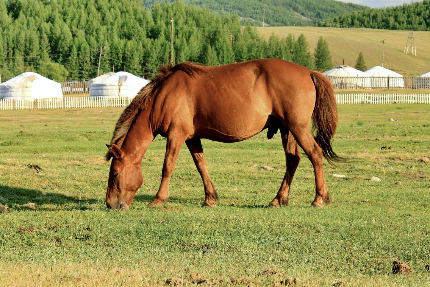 Mongolian Horse Breed Glossy Poster Picture Photo Print Banner  Booma Prints