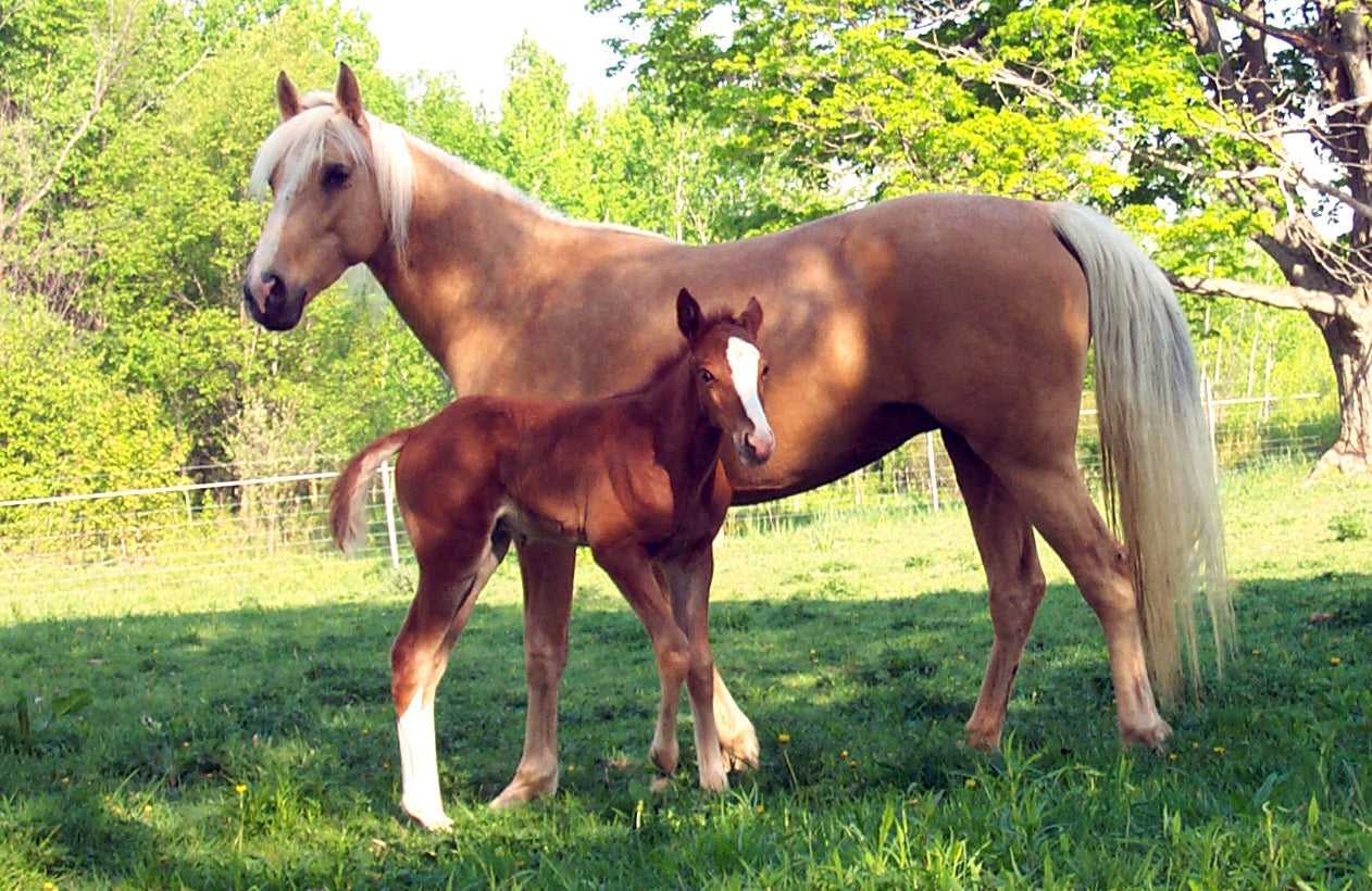 Mountain Pleasure Horse Glossy Poster Picture Photo Print Banner  Booma Prints