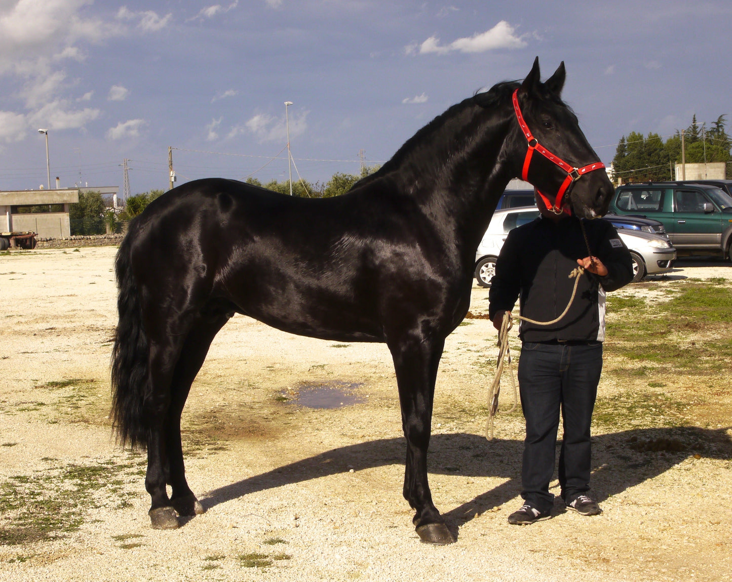 Murgese Italian Horse Glossy Poster Picture Photo Print Banner  Booma Prints