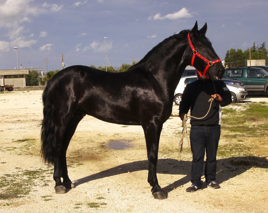 Murgese Italian Horse Glossy Poster Picture Photo Print Banner  Booma Prints