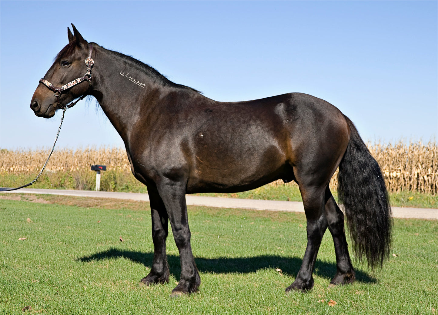 Mustang Horse Breed Black Glossy Poster Picture Photo Print Banner  Booma Prints