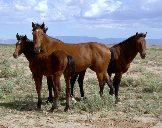 Mustang Horses Brown Glossy Poster Picture Photo Print Banner  Booma Prints