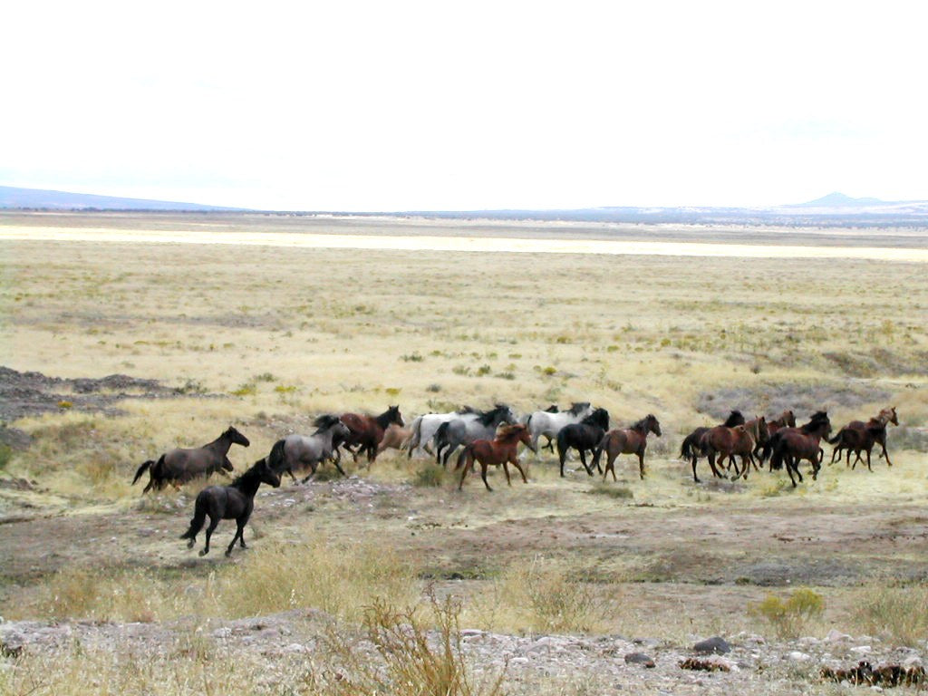 Mustang Horses Running Glossy Poster Picture Photo Print Banner  Booma Prints