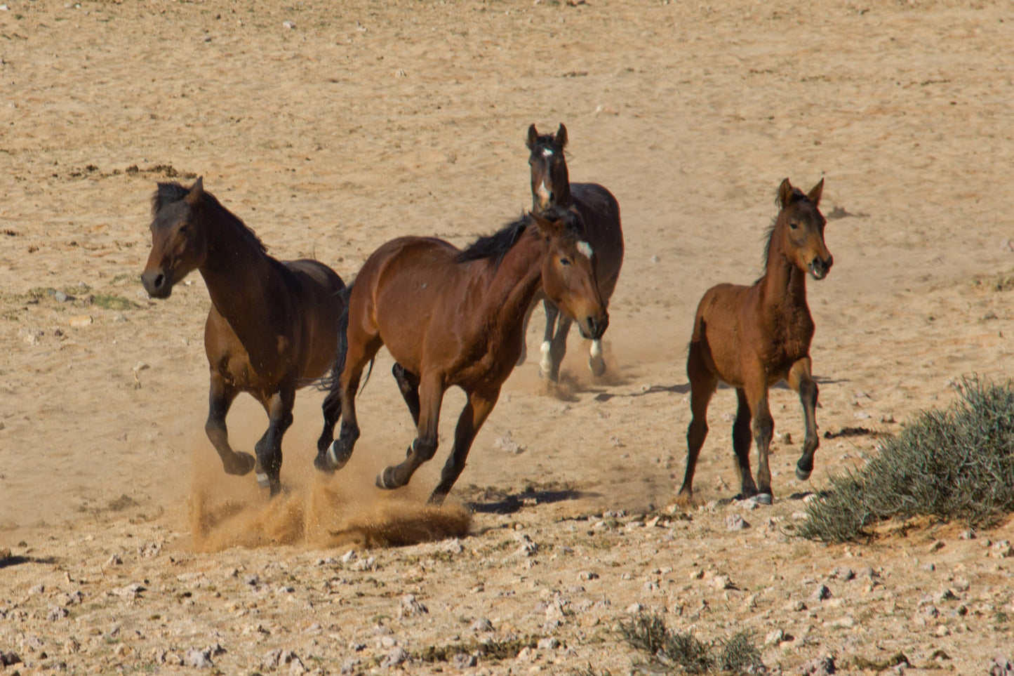 Namib Desert Horses Running Glossy Poster Picture Photo Print Banner  Booma Prints