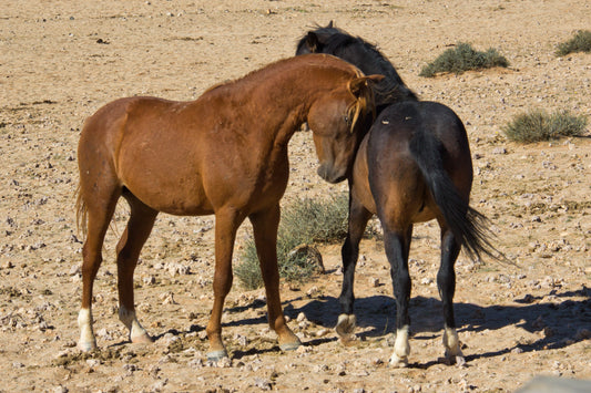 Namib Desert Horses Namibia Glossy Poster Picture Photo Print Banner  Booma Prints
