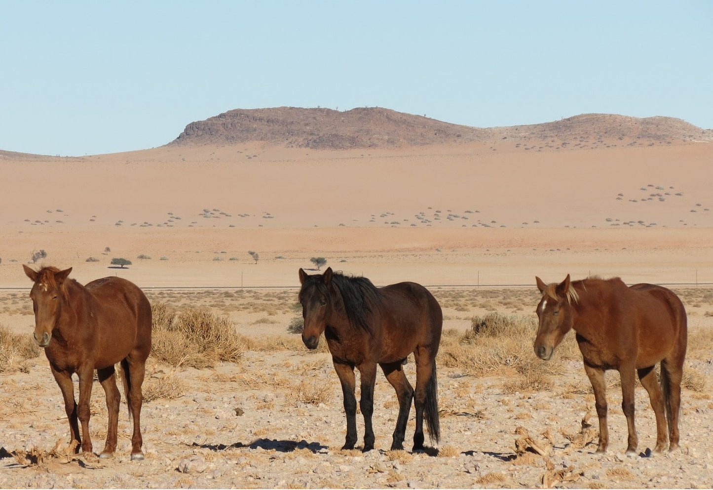 Namib Desert Horses Breed Glossy Poster Picture Photo Print Banner  Booma Prints