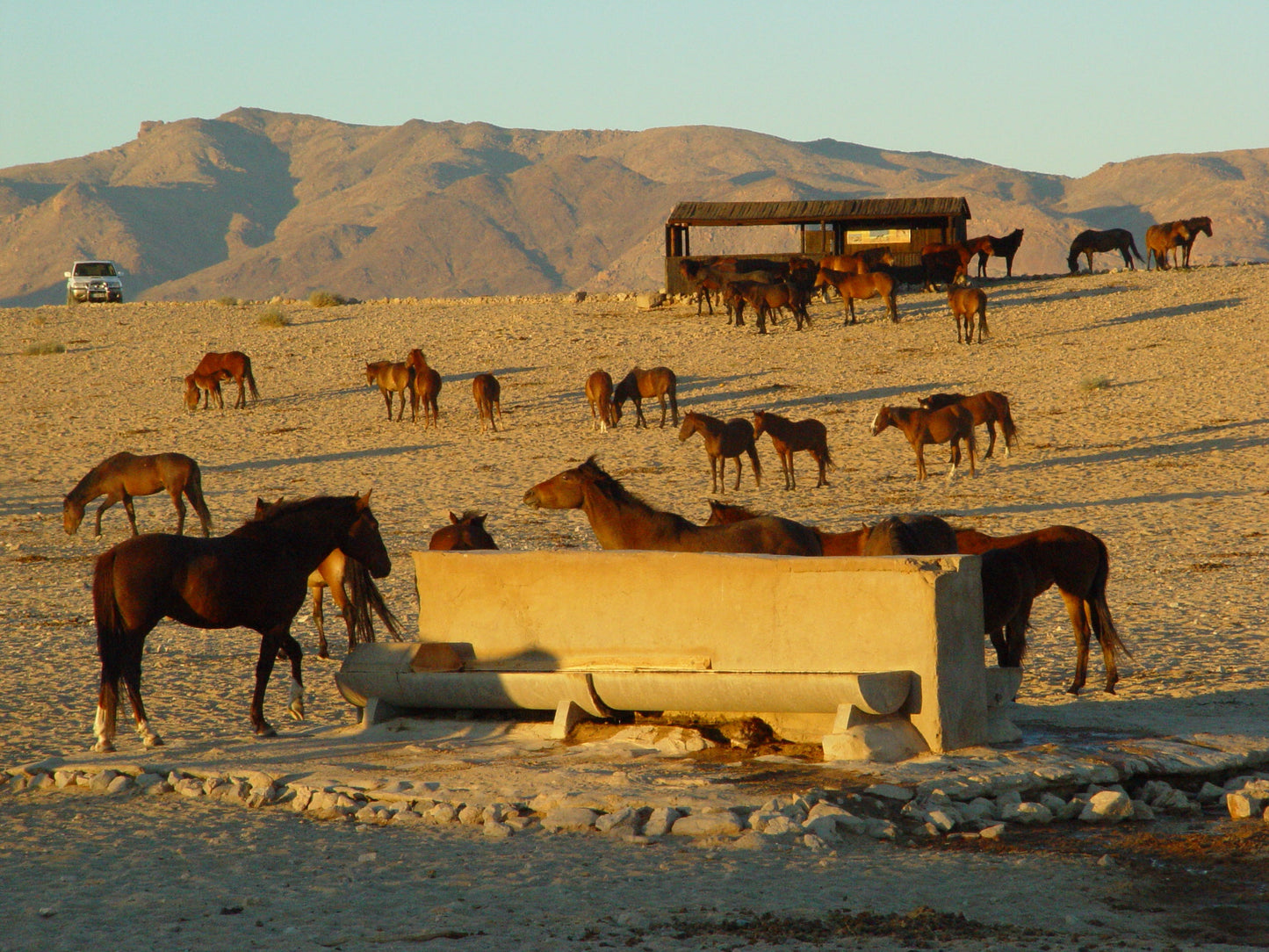 Namib Desert Horses Feral Glossy Poster Picture Photo Print Banner  Booma Prints