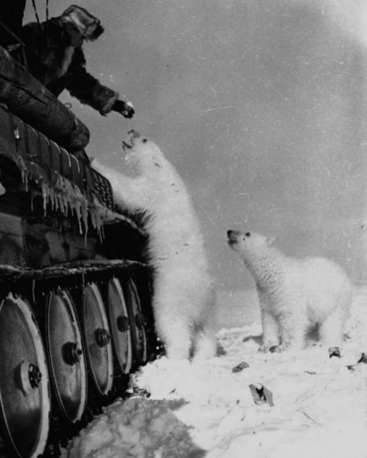 Soviet Soldiers Polar Bears Milk Glossy Poster Picture Photo Print Banner  Booma Prints