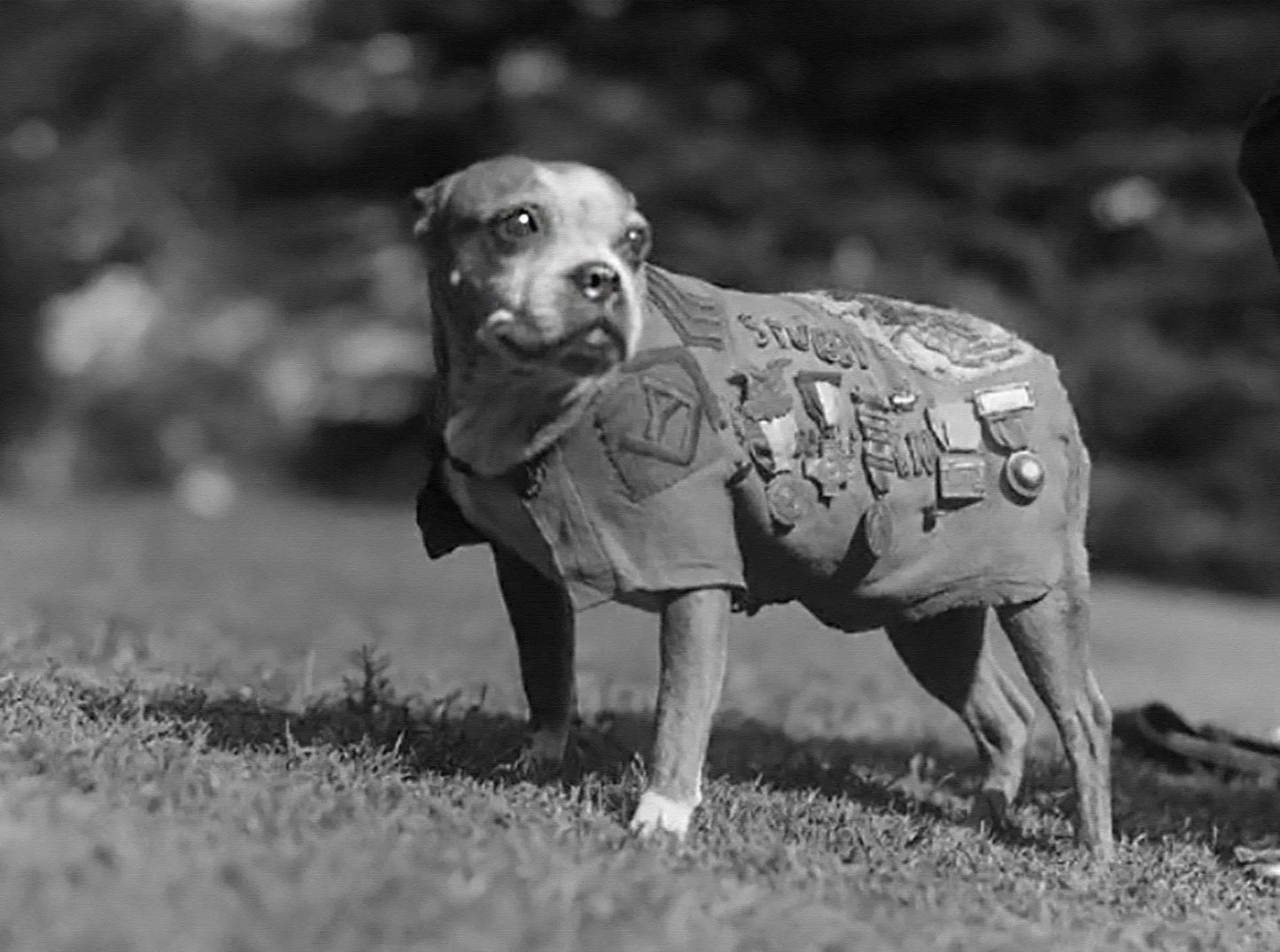 Sergeant Stubby Dog Ww1 Wwi Glossy Poster Picture Photo Print Banner  Booma Prints