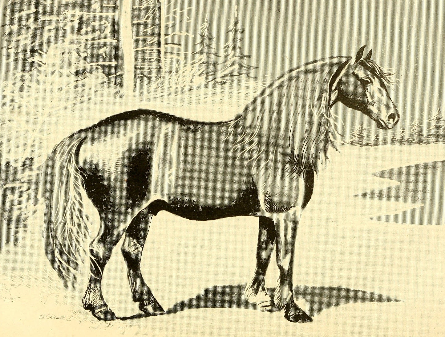 Narragansett Pacer Horse Breed Glossy Poster Picture Photo Print Banner  Booma Prints