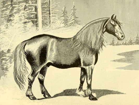 Narragansett Pacer Horse Breed Glossy Poster Picture Photo Print Banner  Booma Prints