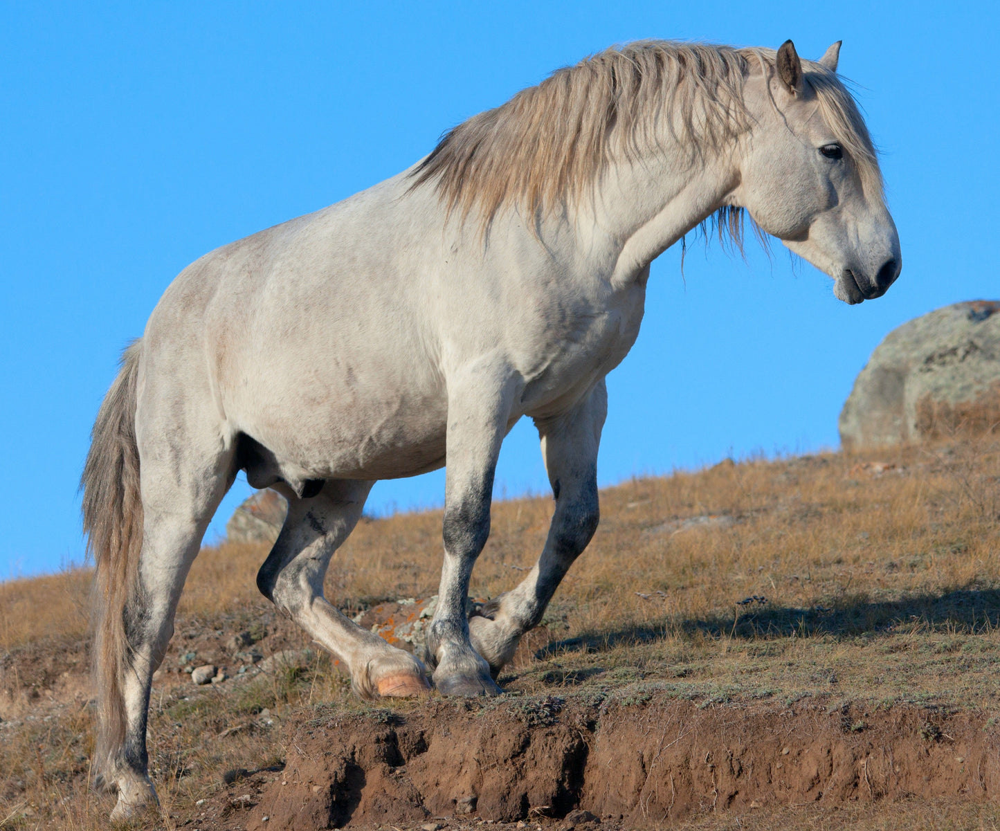 New Altai Russian Horse Breed Glossy Poster Picture Photo Print Banner  Booma Prints