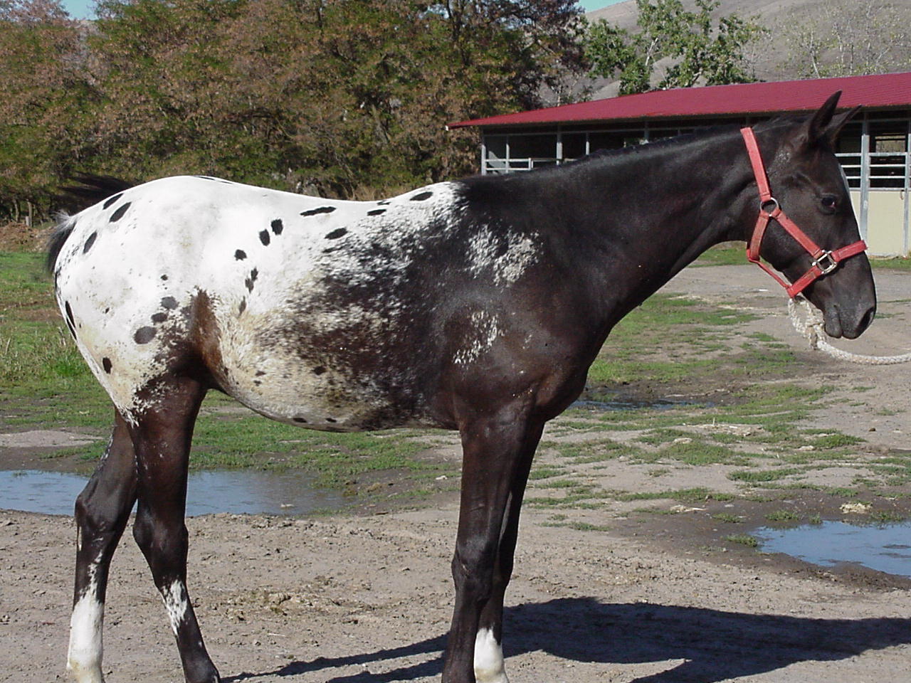 Nez Perce Horse Breed Glossy Poster Picture Photo Print Banner  Booma Prints