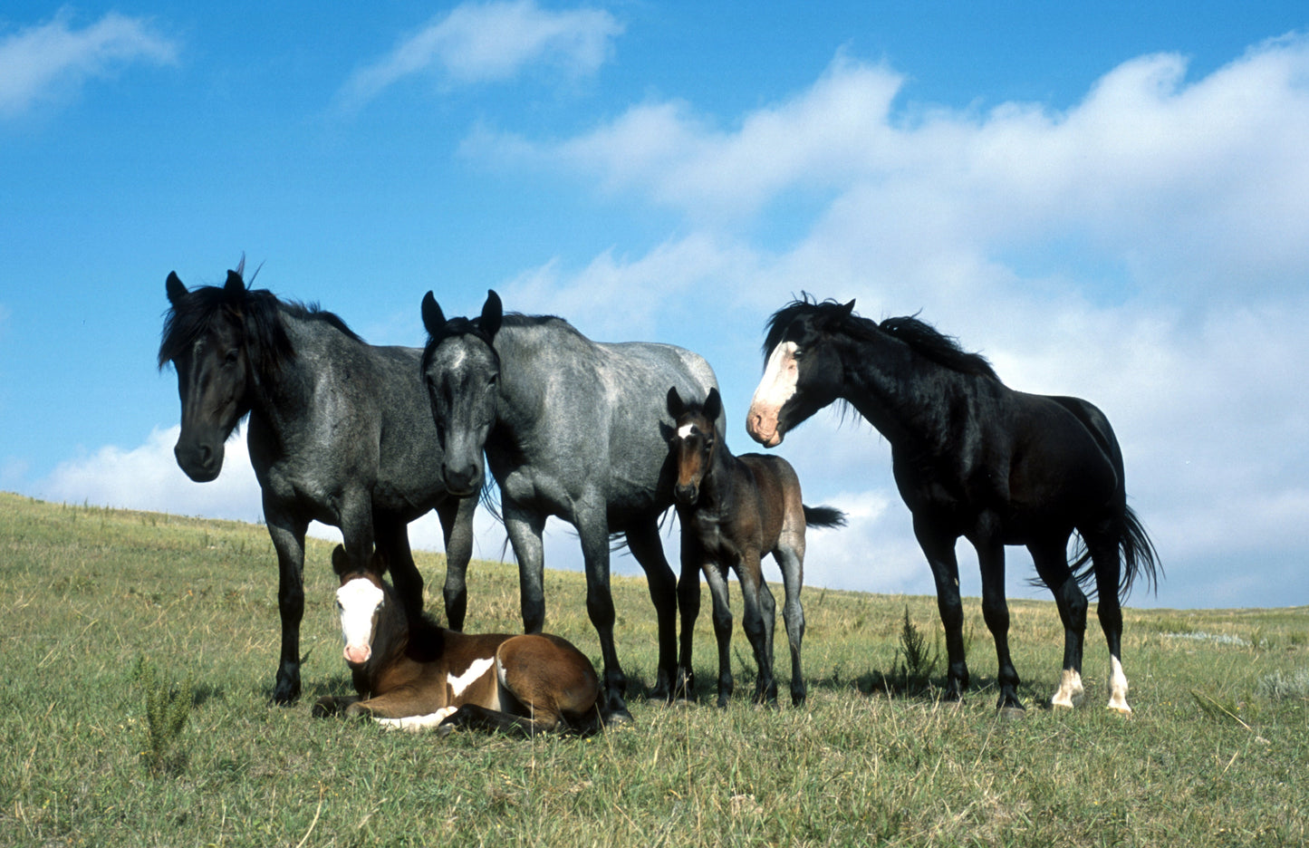 Nakota Horse Breed Glossy Poster Picture Photo Print Banner  Booma Prints