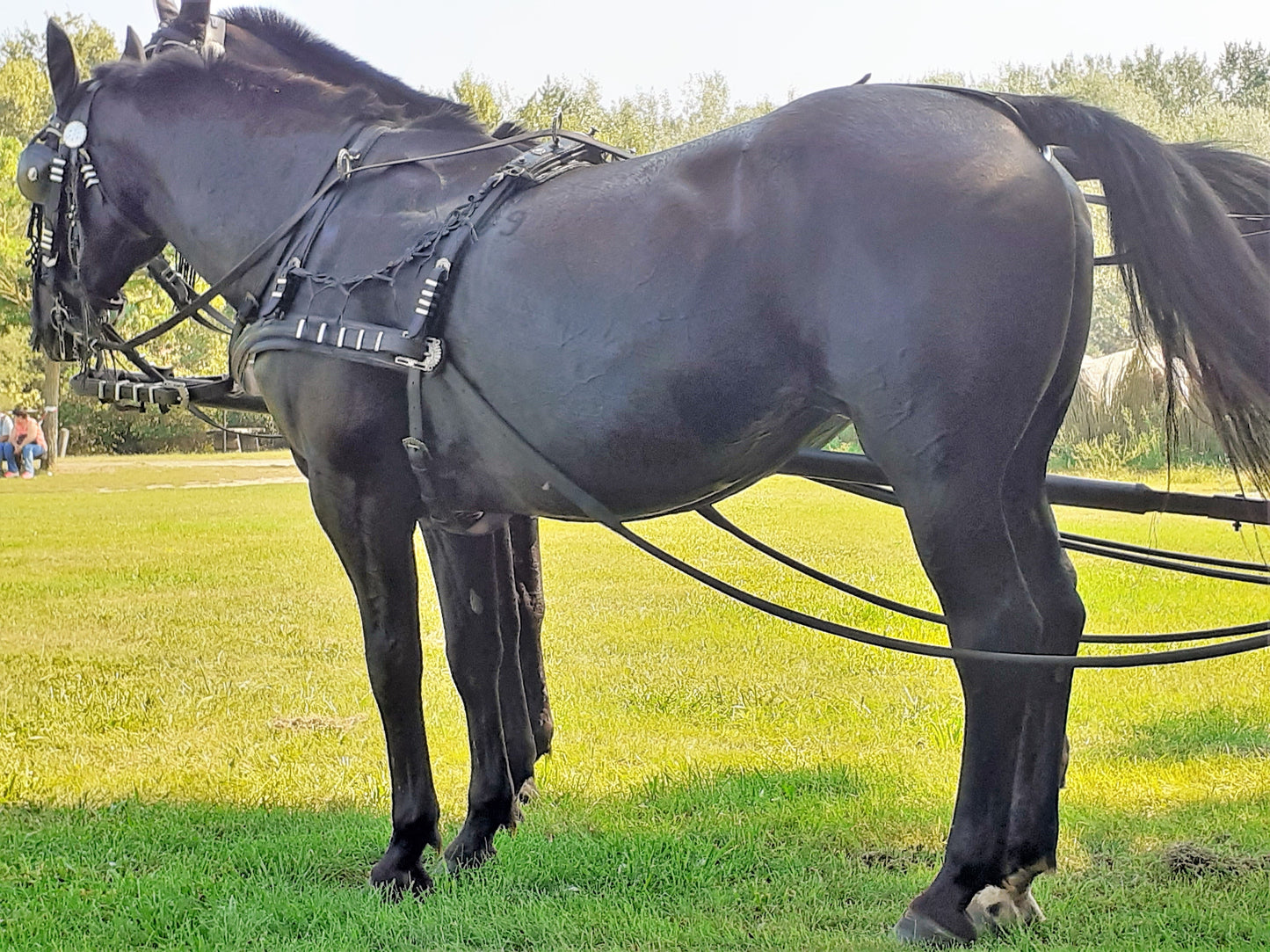 Nonius Horse Breed Hungary Glossy Poster Picture Photo Print Banner  Booma Prints