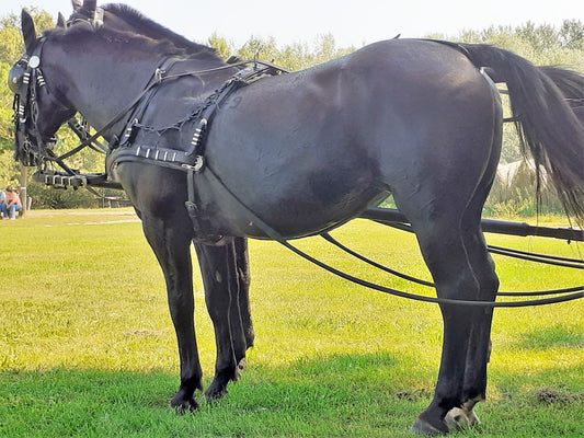 Nonius Horse Breed Hungary Glossy Poster Picture Photo Print Banner  Booma Prints