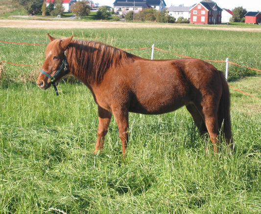 Nordlandshest Lyngshest Horse Glossy Poster Picture Photo Print Banner  Booma Prints