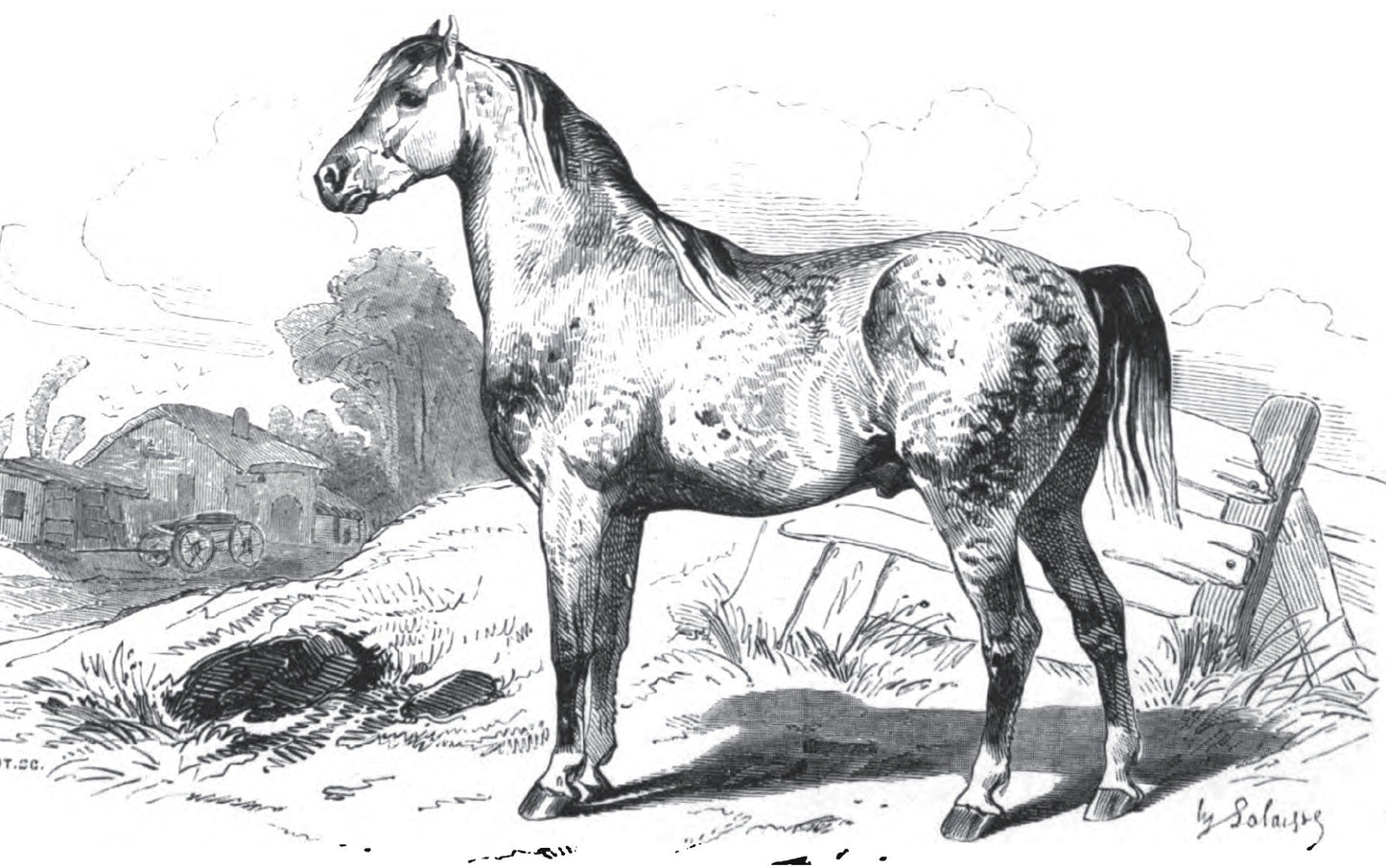 Norfolk Trotter Horse Breed Glossy Poster Picture Photo Print Banner  Booma Prints