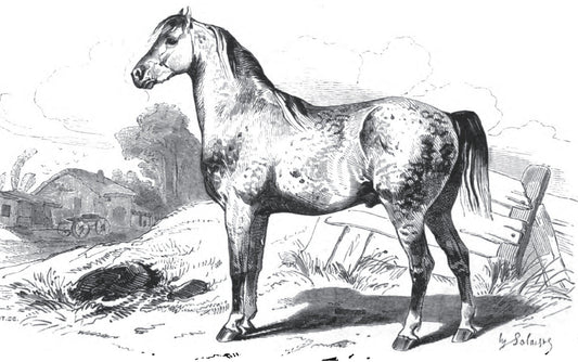 Norfolk Trotter Horse Breed Glossy Poster Picture Photo Print Banner  Booma Prints