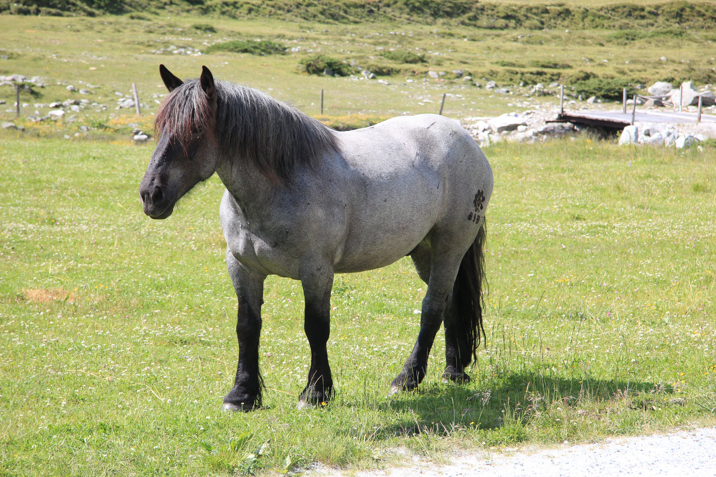 Noriker Horse Breed Austria Glossy Poster Picture Photo Print Banner  Booma Prints