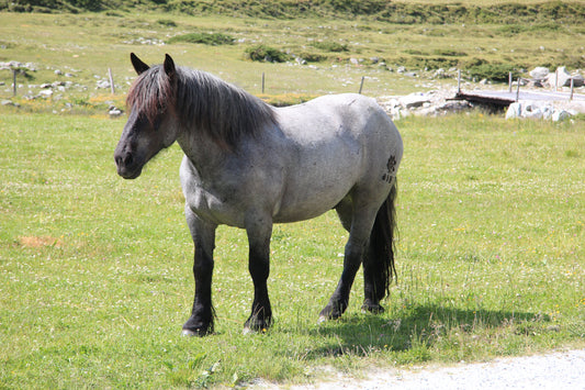 Noriker Horse Breed Austria Glossy Poster Picture Photo Print Banner  Booma Prints