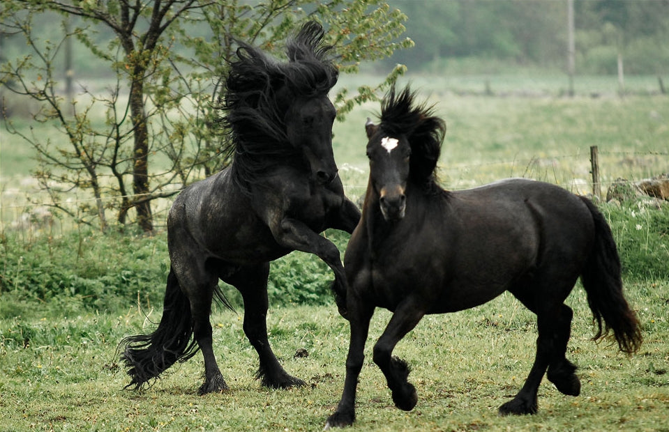 North Swedish Horse Breed Glossy Poster Picture Photo Print Banner  Booma Prints
