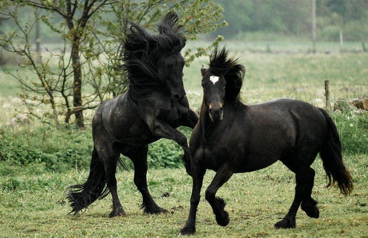 North Swedish Horse Breed Glossy Poster Picture Photo Print Banner  Booma Prints