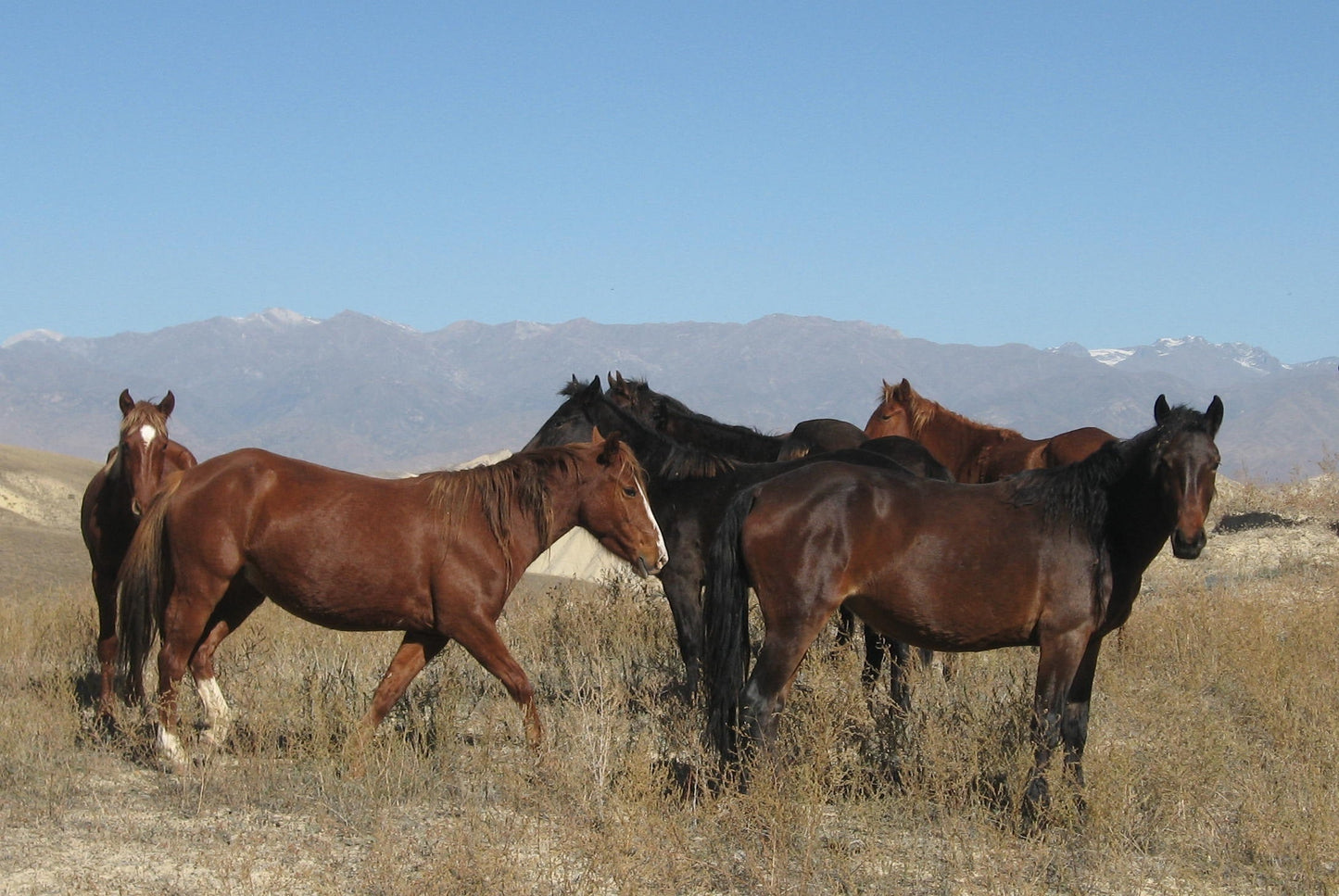 Novokirghiz Kyrgyzstan Horse Glossy Poster Picture Photo Print Banner  Booma Prints