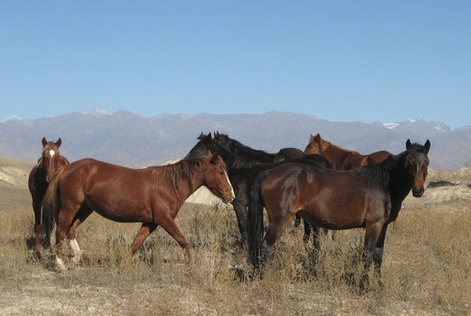 Novokirghiz Kyrgyzstan Horse Glossy Poster Picture Photo Print Banner  Booma Prints
