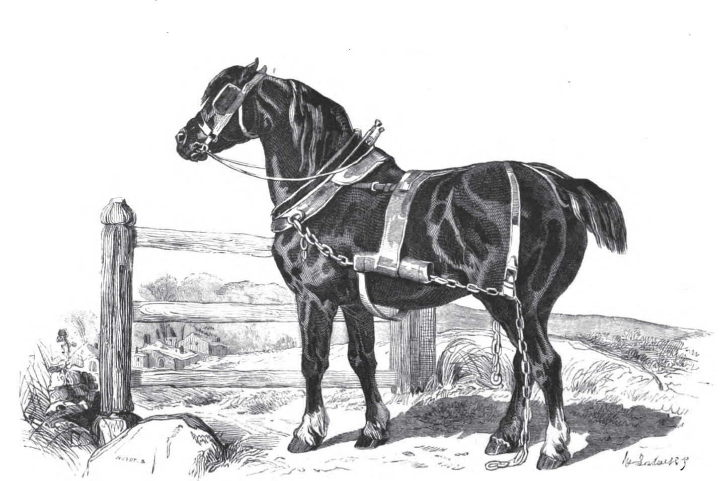 Old English Black Horse Breed Glossy Poster Picture Photo Print Banner  Booma Prints