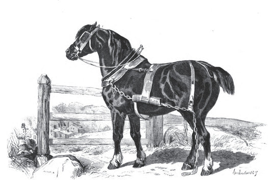 Old English Black Horse Breed Glossy Poster Picture Photo Print Banner  Booma Prints