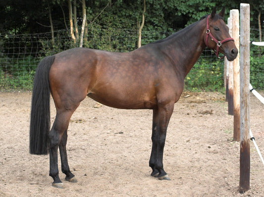 Oldenburger Horse Breed Glossy Poster Picture Photo Print Banner  Booma Prints