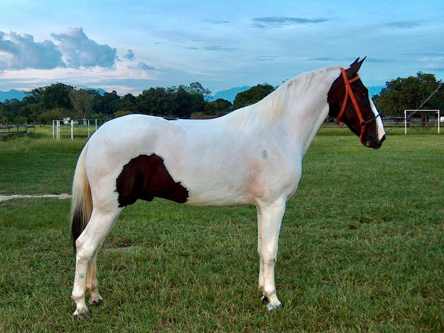 Pampa Horse Breed Brazilian Glossy Poster Picture Photo Print Banner  Booma Prints