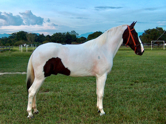 Pampa Horse Breed Brazilian Glossy Poster Picture Photo Print Banner  Booma Prints
