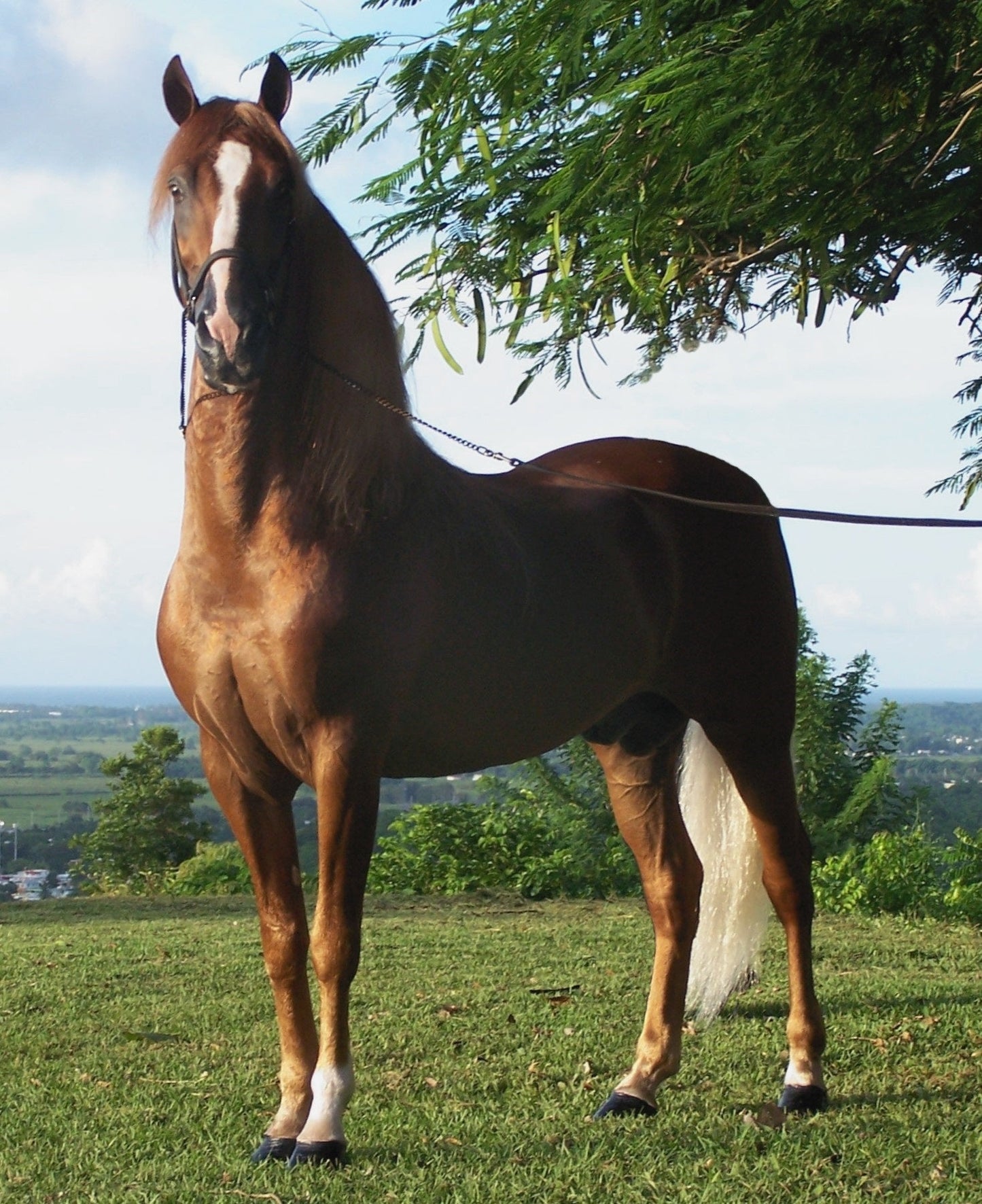 Paso Fino Horse Breed Glossy Poster Picture Photo Print Banner  Booma Prints