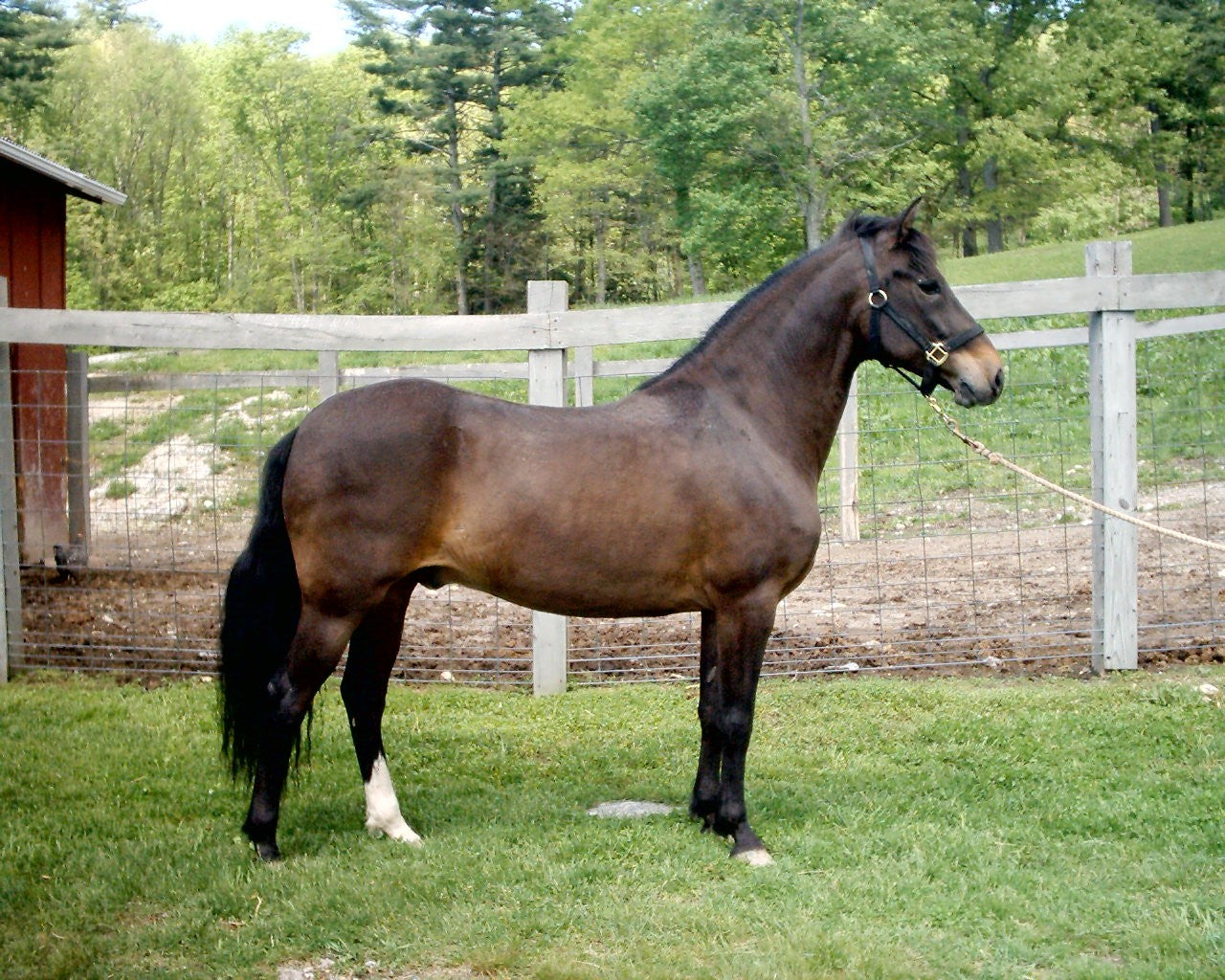 Paso Fino Horse Caribbean Glossy Poster Picture Photo Print Banner  Booma Prints