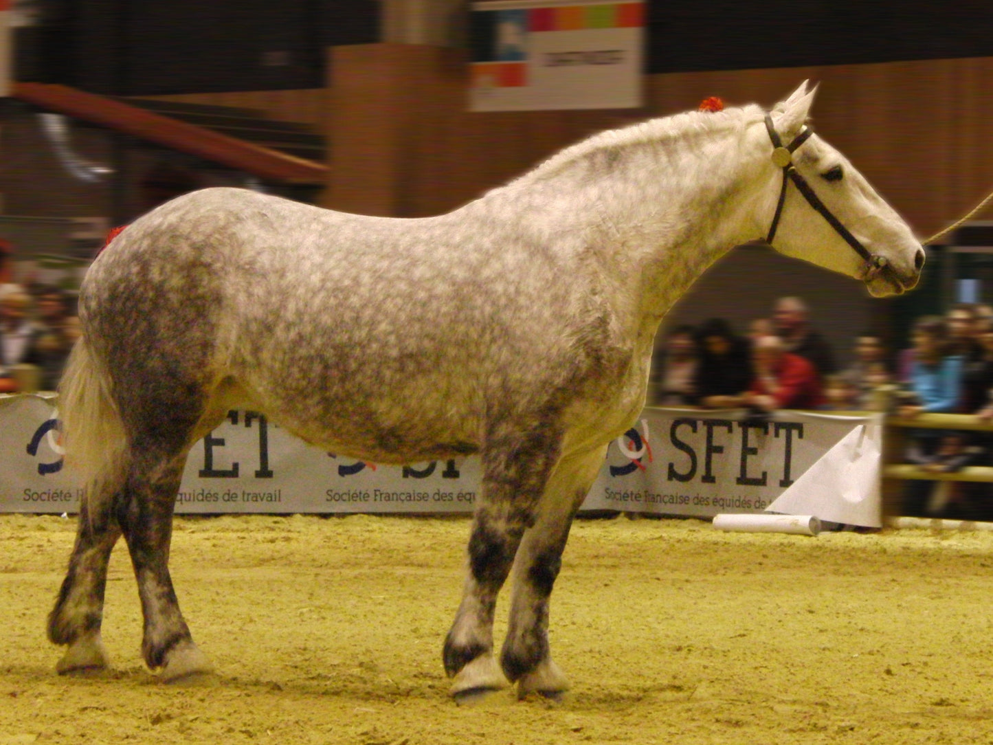 Percheron Horse Breed France Glossy Poster Picture Photo Print Banner  Booma Prints